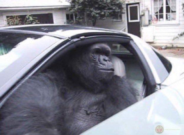 Ảnh chế khỉ đột độc lạ luôn khiến người xem cười lăn lộn vì độ khó đỡ bất ngờ