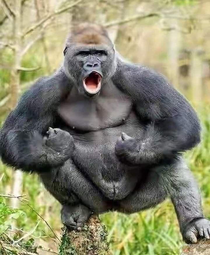 Hình ảnh khỉ đột hài hước