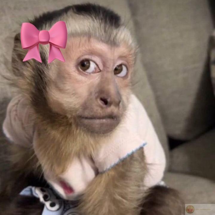 Meme con khỉ với biểu cảm bất ngờ thường dùng để troll bạn bè cực duyên dáng