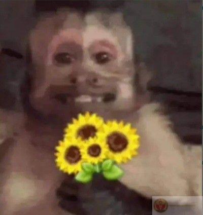 Meme khỉ hài hước giúp các cuộc trò chuyện online thêm sôi động và vui vẻ