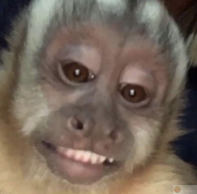 Khỉ meme xuất hiện dày đặc trong group vui, mang đến tiếng cười cho cư dân mạng