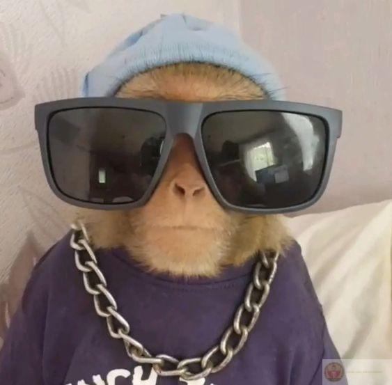 Hình chế khỉ bất lực thường dùng để thể hiện cảm xúc dí dỏm trong trò chuyện