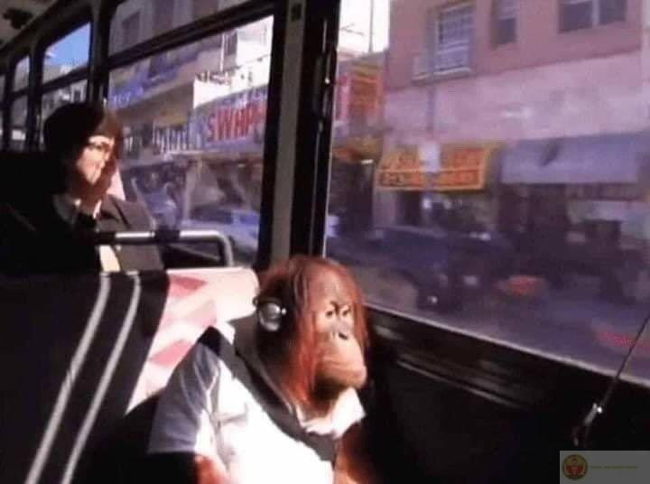 Hình chế khỉ buồn cười thường dùng để diễn tả sự bất lực trong group chat