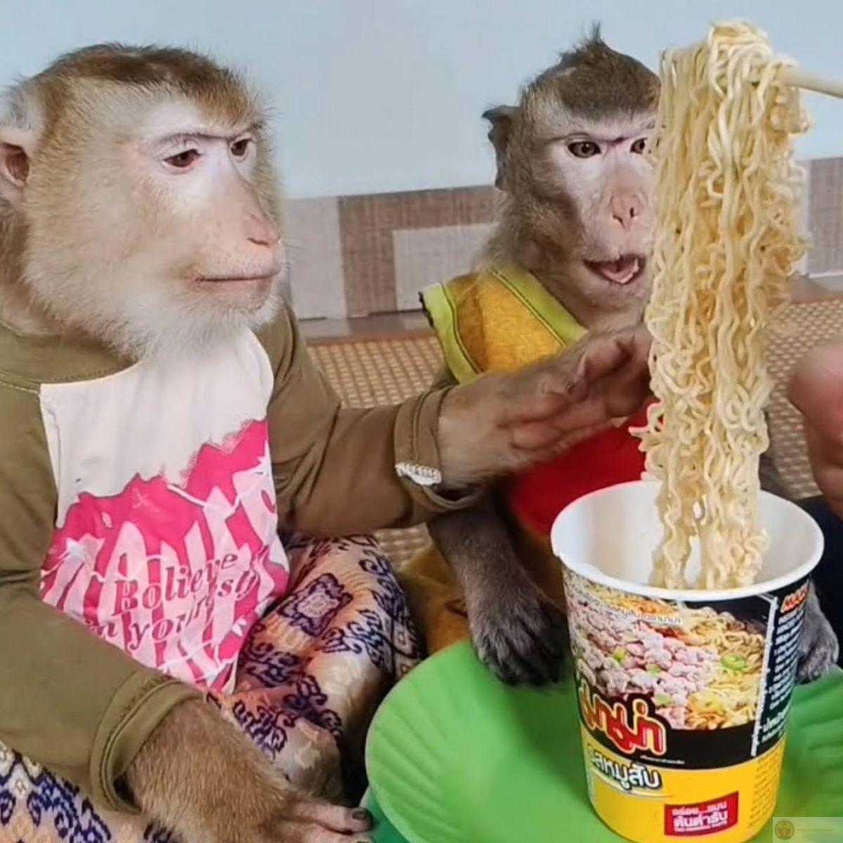 Khỉ meme trở thành biểu tượng cho sự ngây ngô và hài hước của Gen Z