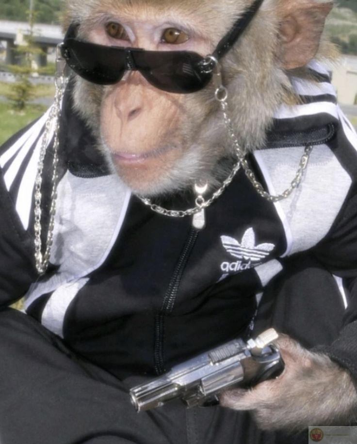 Loạt meme khỉ cute chứng minh sự đa dạng trong sáng tạo ảnh chế của cộng đồng