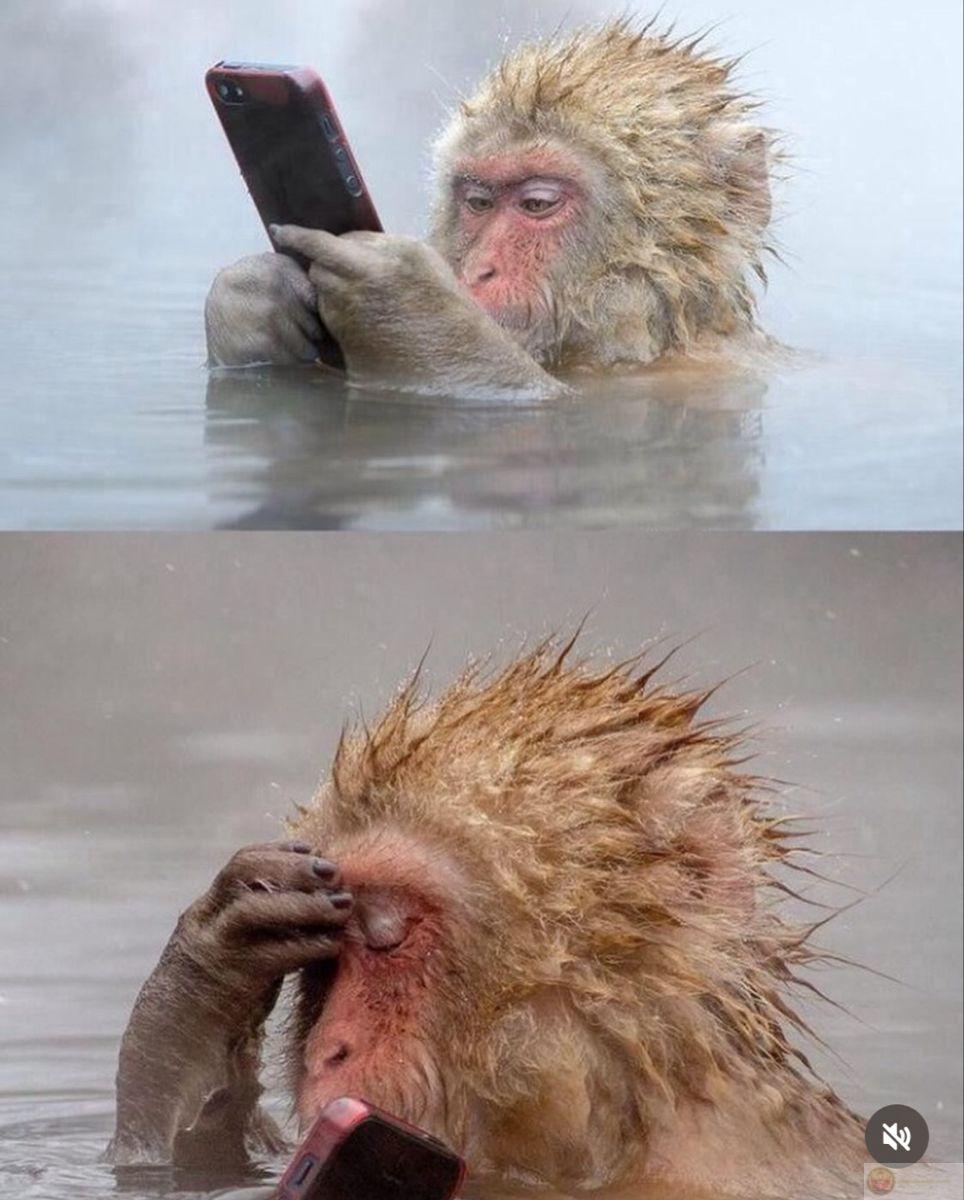 Meme con khỉ cute thường được chia sẻ để lan tỏa năng lượng tích cực