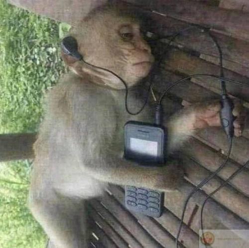 Meme khỉ nghe nhạc