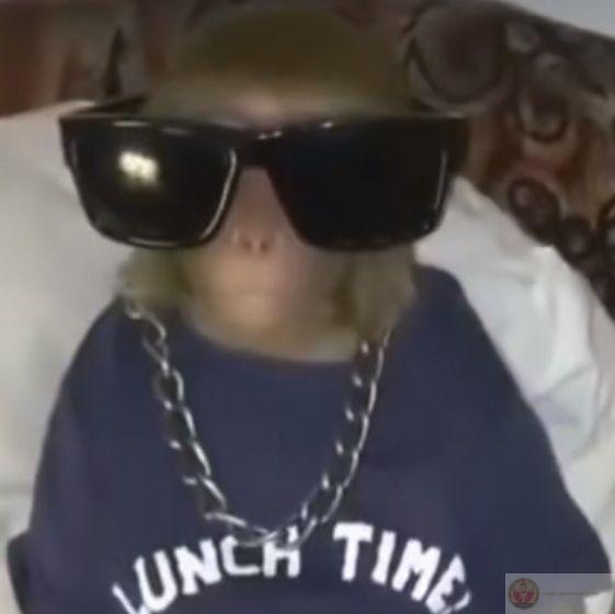 Meme khỉ ngơ ngác trở thành lựa chọn hài hước khi muốn troll bạn bè thân thiết