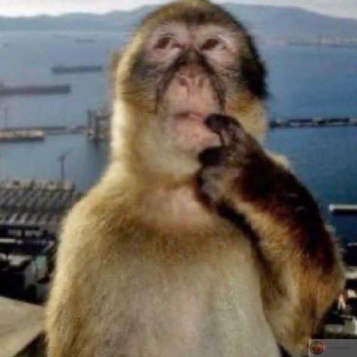 Monkey meme