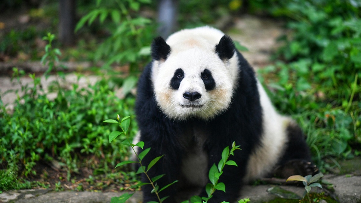 Hình nền gấu trúc mũm mĩm