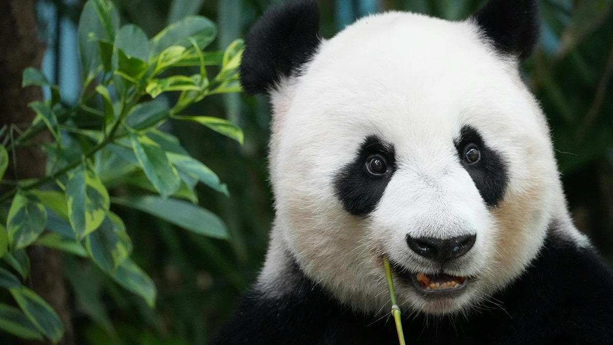 Hình nền gấu trúc đáng cưng