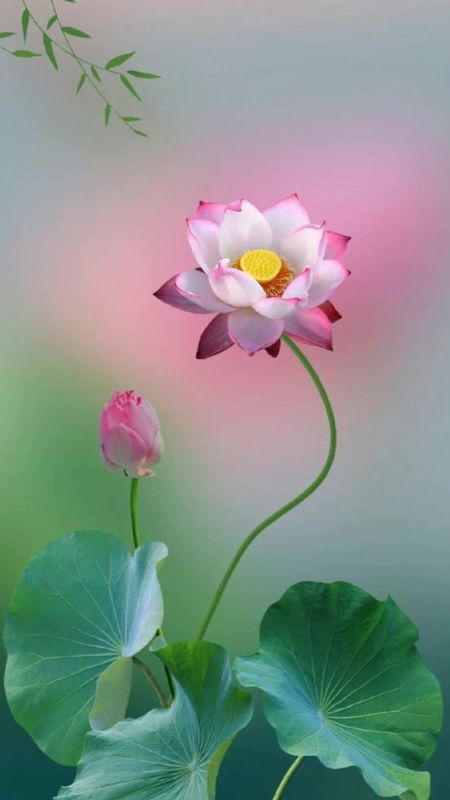 hinh-nen-hoa-sen-29