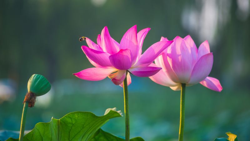 Hình nền hoa sen: Tổng hợp các hình nền đẹp nhất cho điện thoại, PC