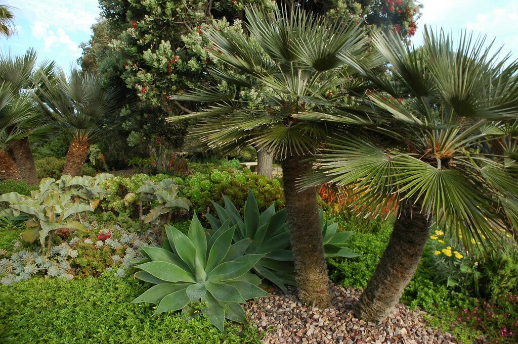 Sen đá trên nền đá cuội