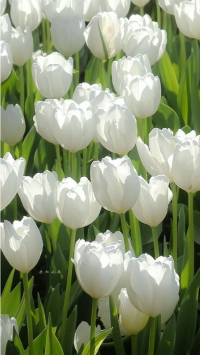 Hình nền trắng đẹp