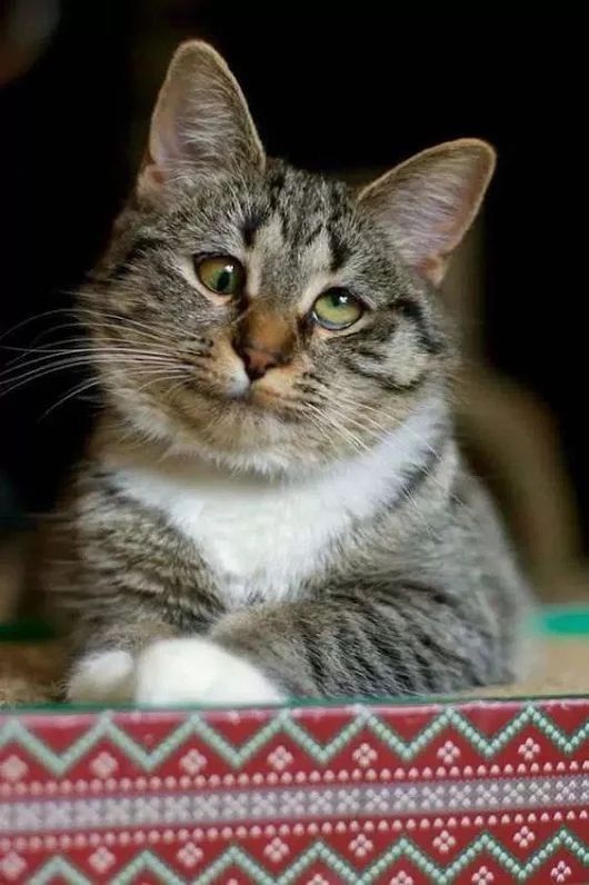 hình nền hot mèo ngáo