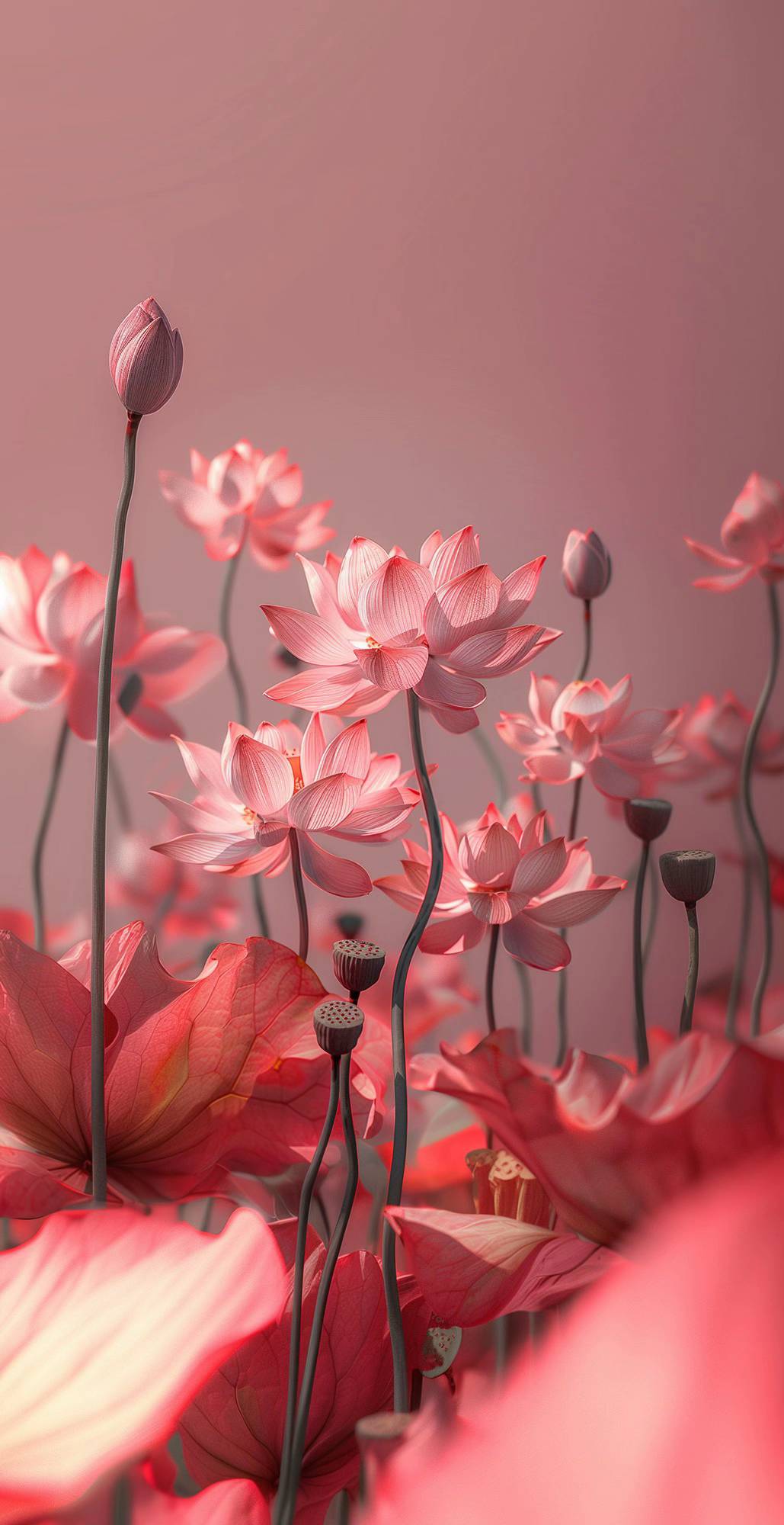 hình nền hoa sen hồng