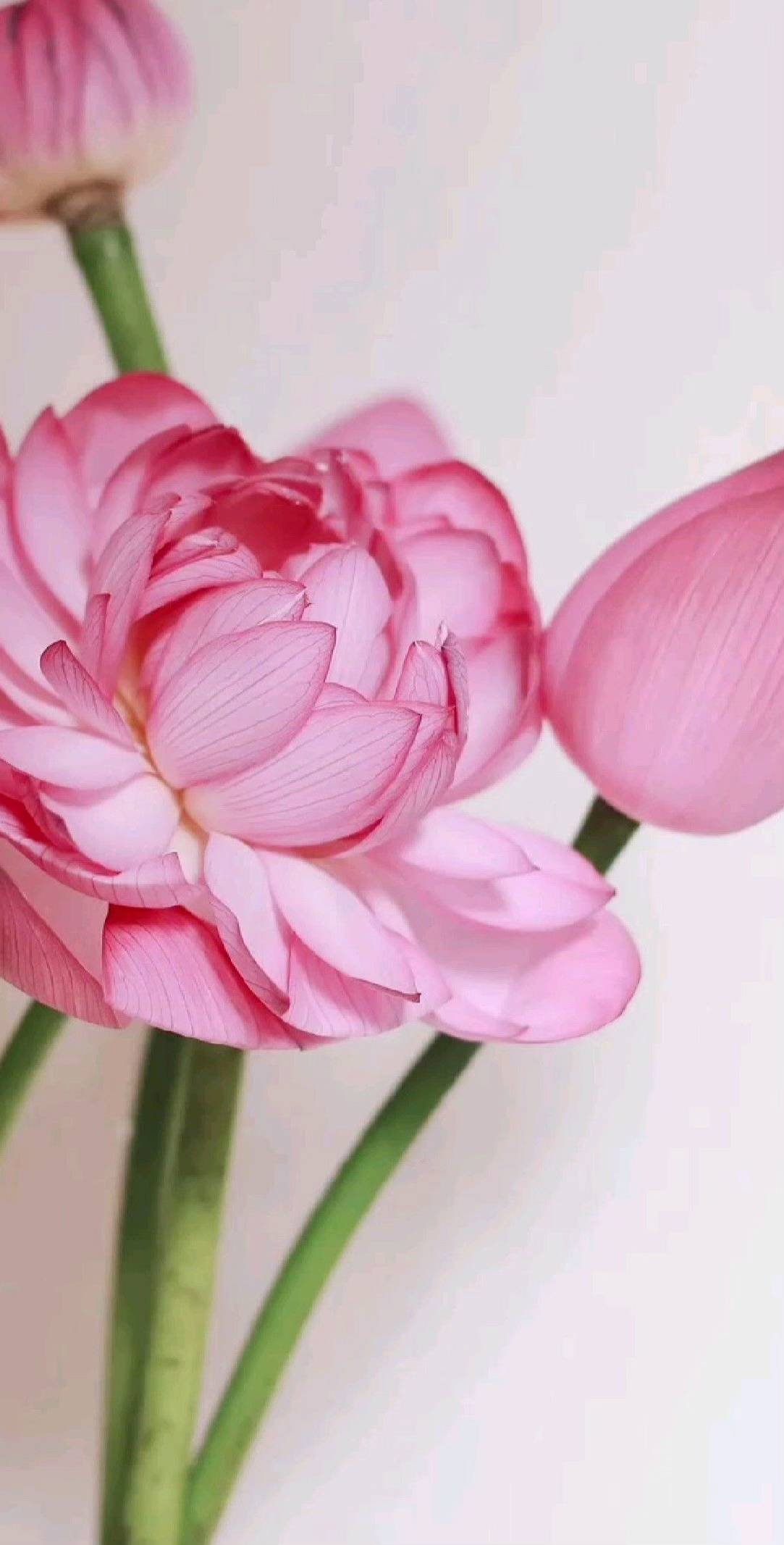 hình nền hoa sen hồng