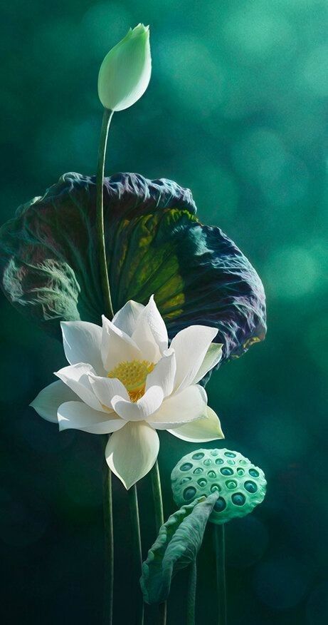 hình nền hoa sen trắng