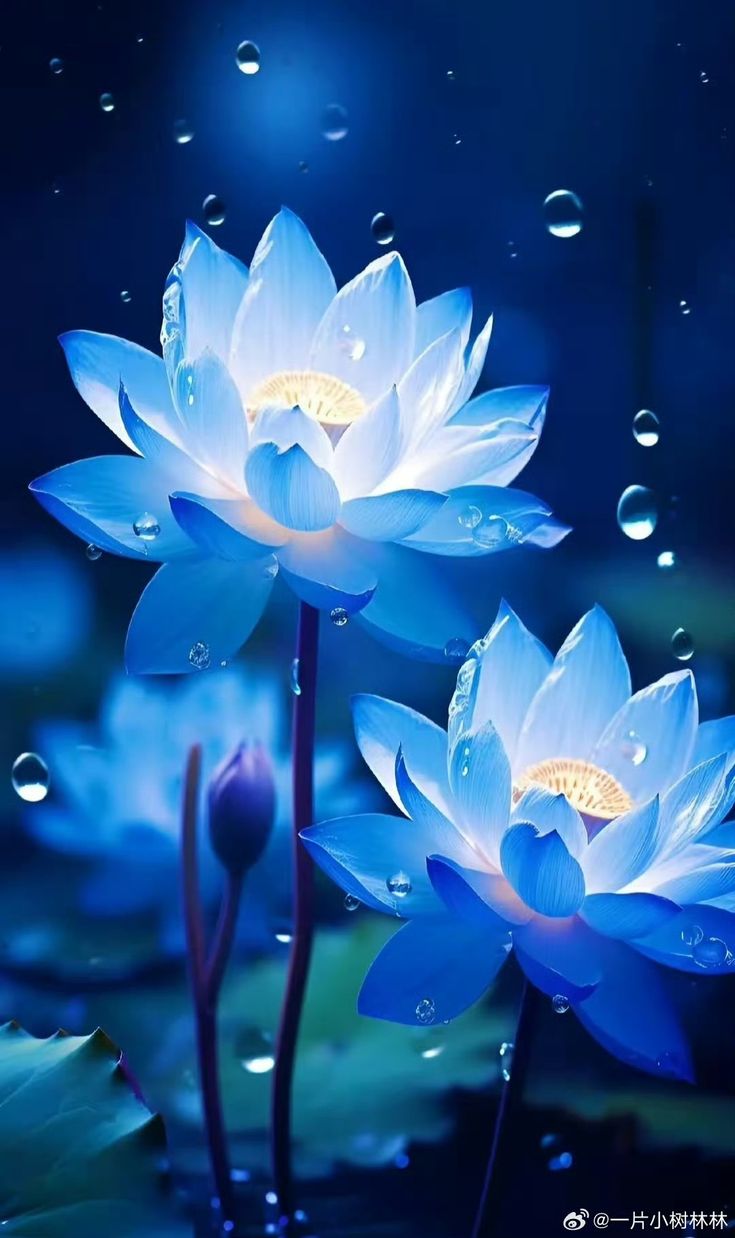 hinh-nen-hoa-sen-mau-xanh