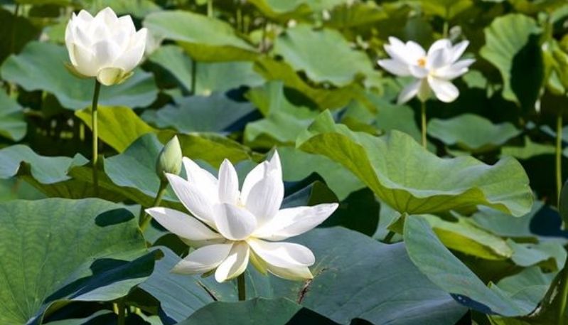 hình nền đầm sen