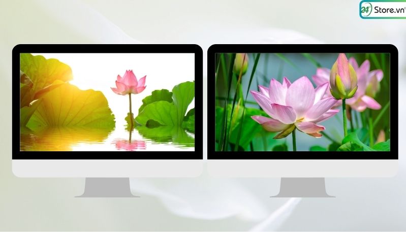 hình nền đầm sen