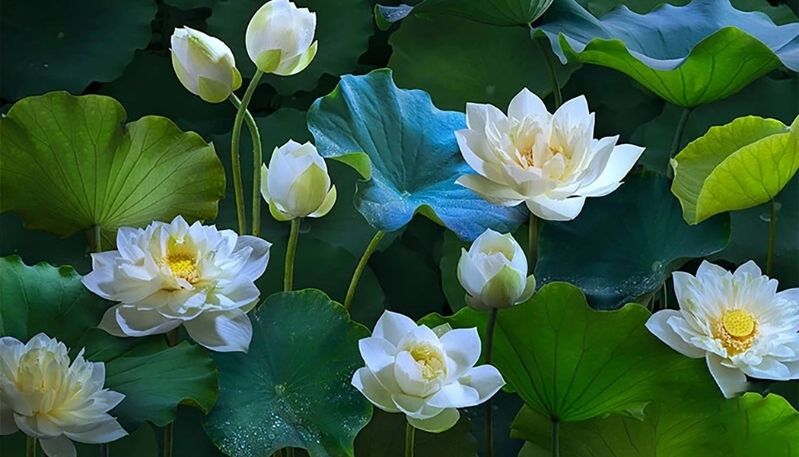 hình nền đầm sen hồng