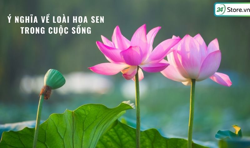 ảnh hoa sen nền đen