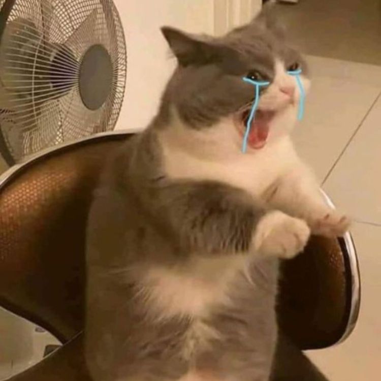 Mèo khóc meme