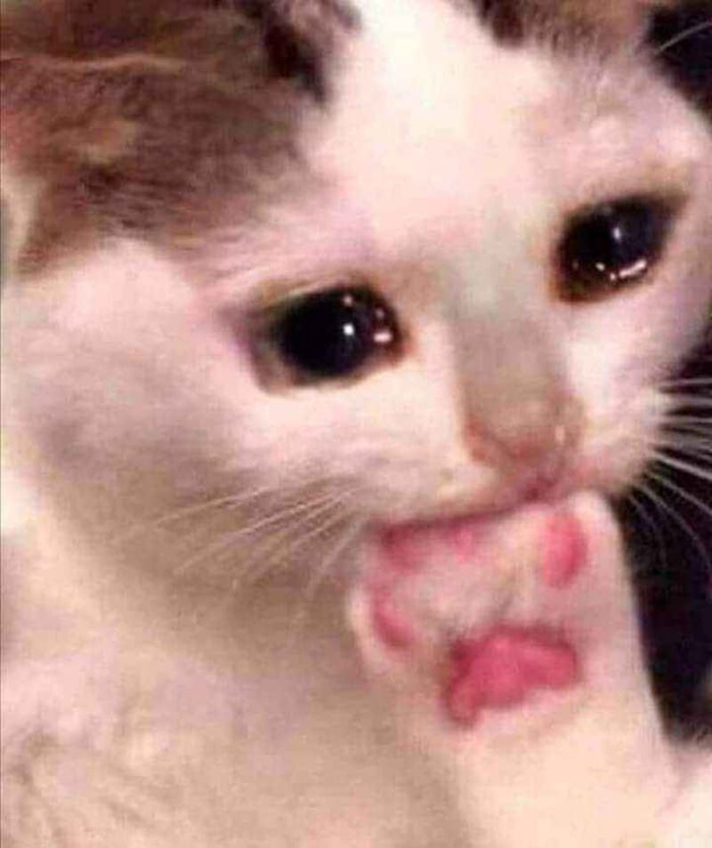 Meme mèo khóc là gì?