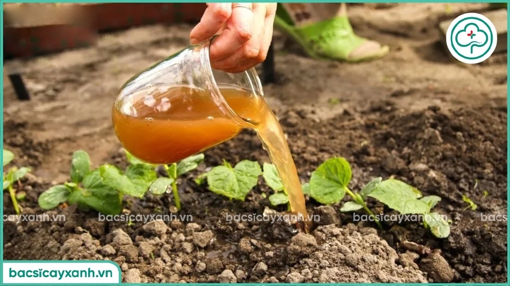 Nhận biết đạm cá hữu cơ đạt chuẩn