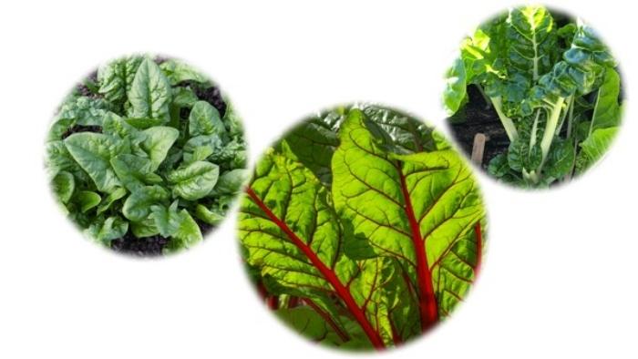 Phân Bón Lá Là Gì? Các Loại Phân Bón Lá Và Cách Sử Dụng Đúng Quy Trình.