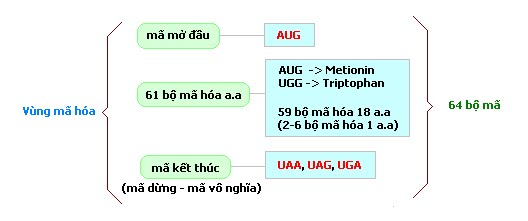 Các bộ ba nucleotide là bản chất của mã di truyền