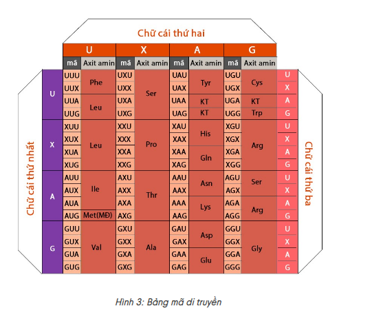 Bảng mã di truyền - Giải thích về bản chất của mã di truyền