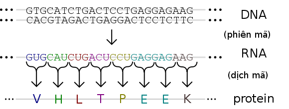 Bản Chất Của Mã Di Truyền Là Gì?