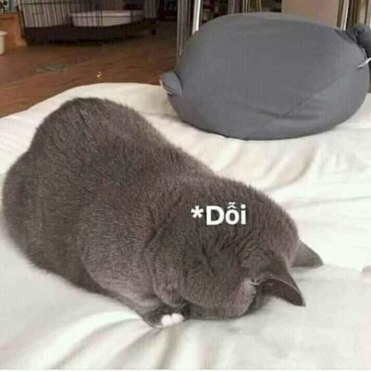 Meme mèo dỗi