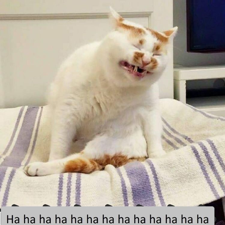 Meme mèo cười