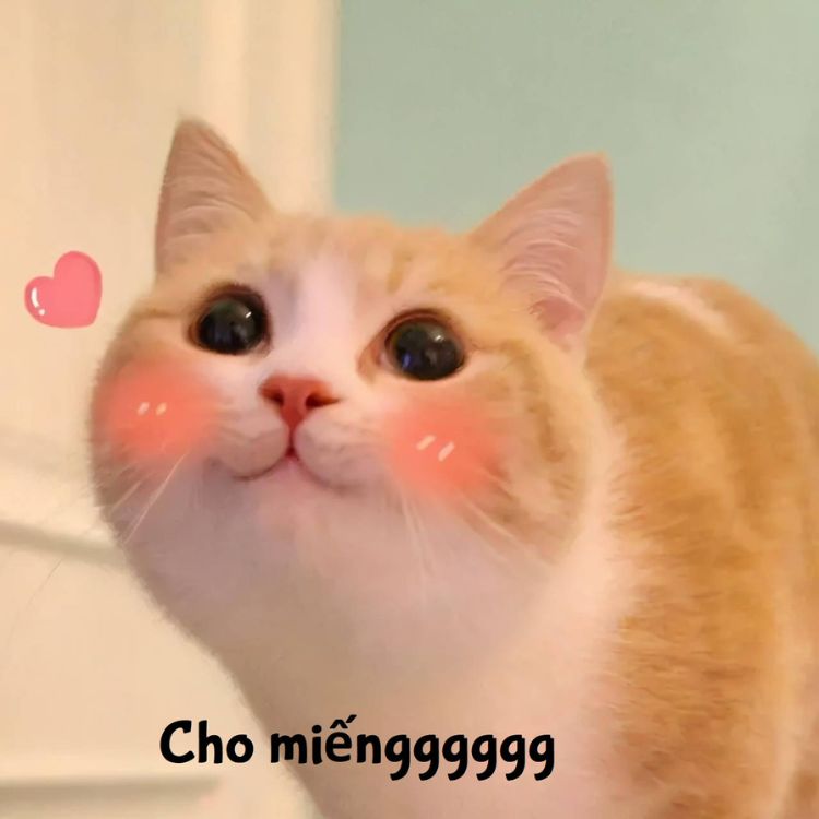 Meme mèo bựa cute