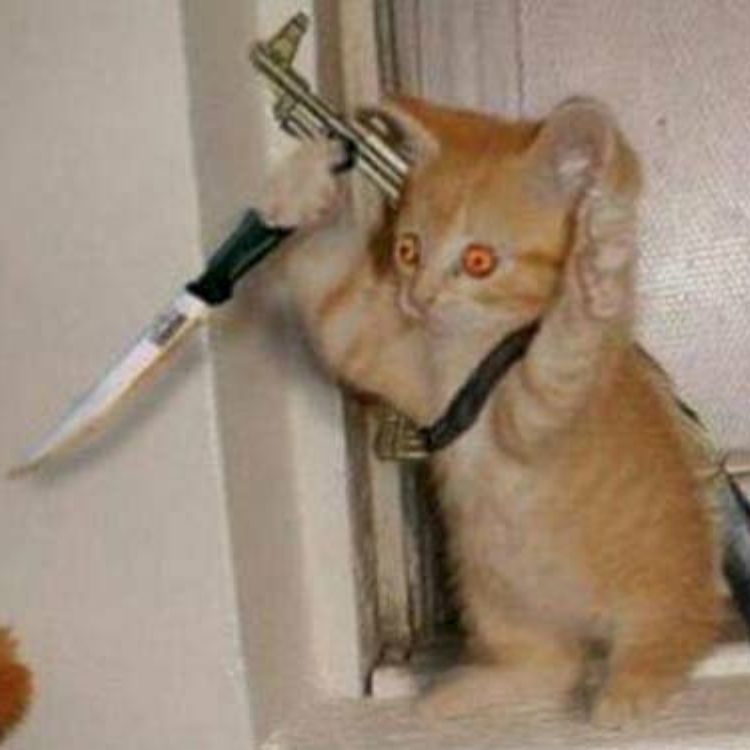 Meme mèo cầm dao