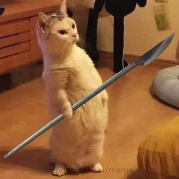 Meme mèo cầm dao
