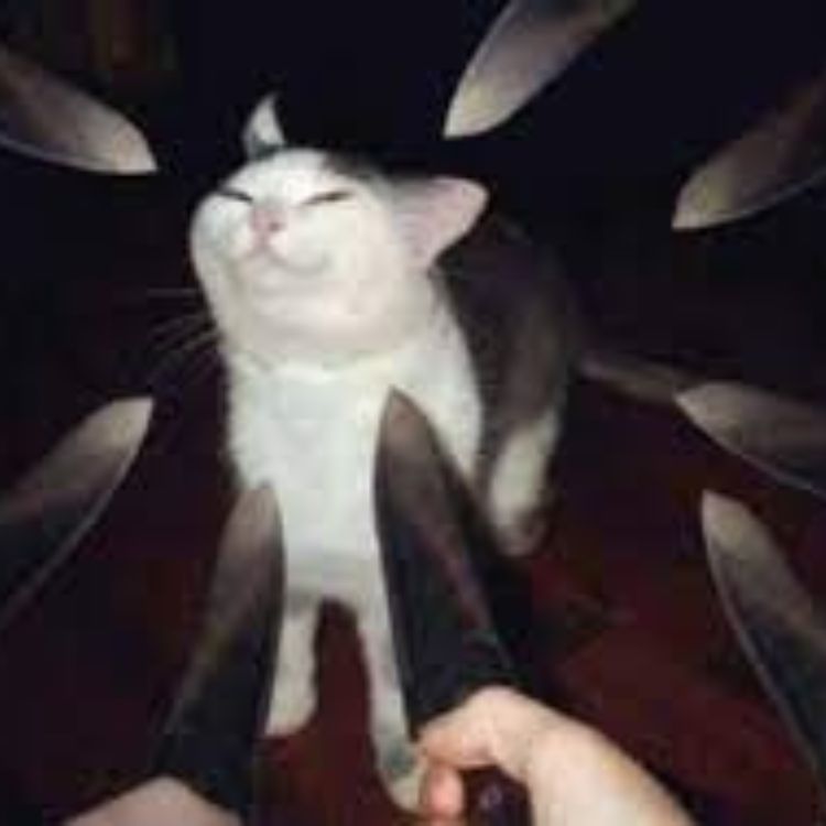 Meme mèo bựa cầm dao