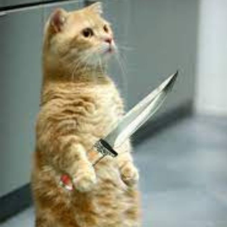 Meme mèo cầm dao