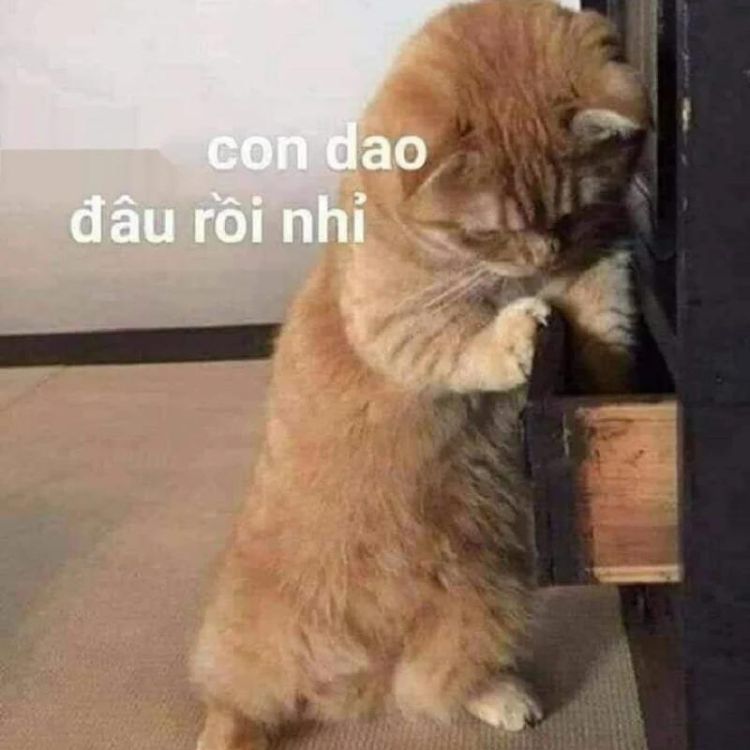 Meme mèo cầm dao