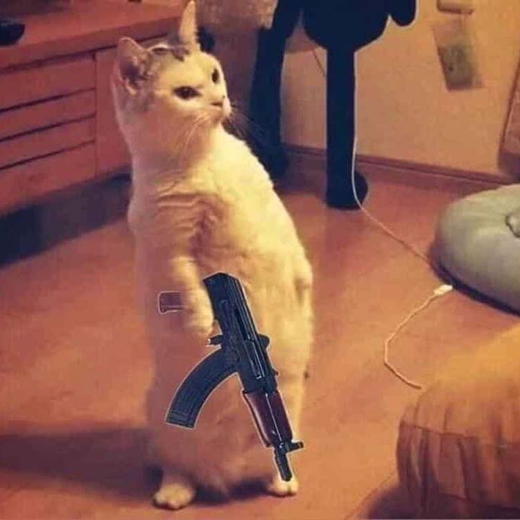 Meme mèo cầm súng