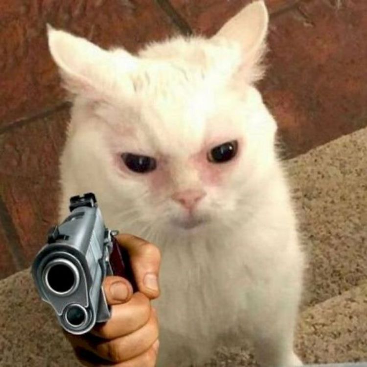 Meme mèo cầm súng