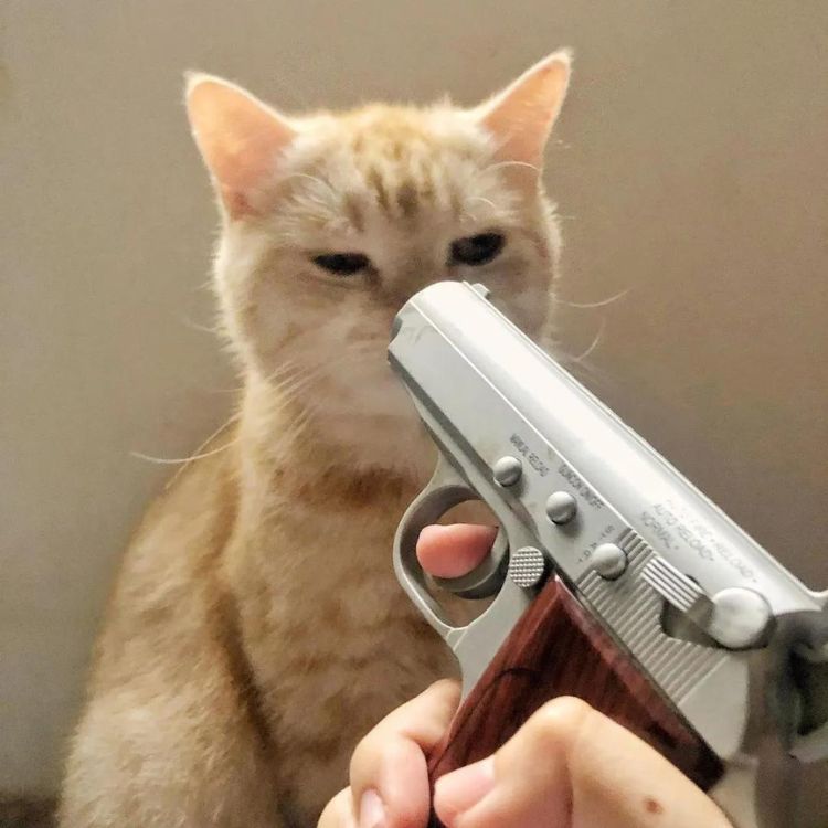 Meme mèo cầm súng