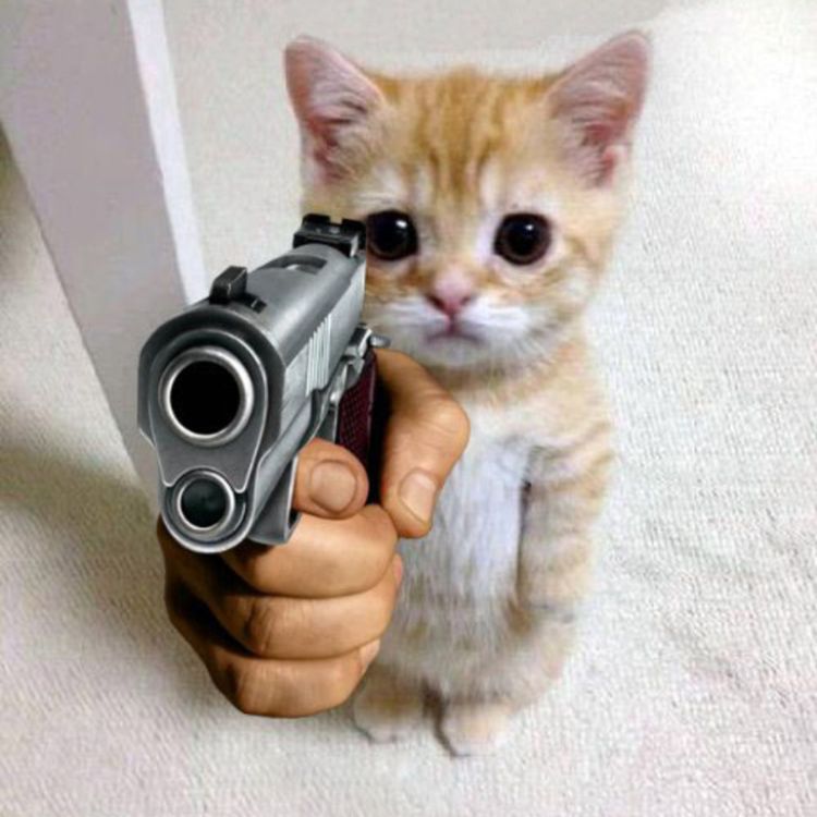 Meme mèo cầm súng