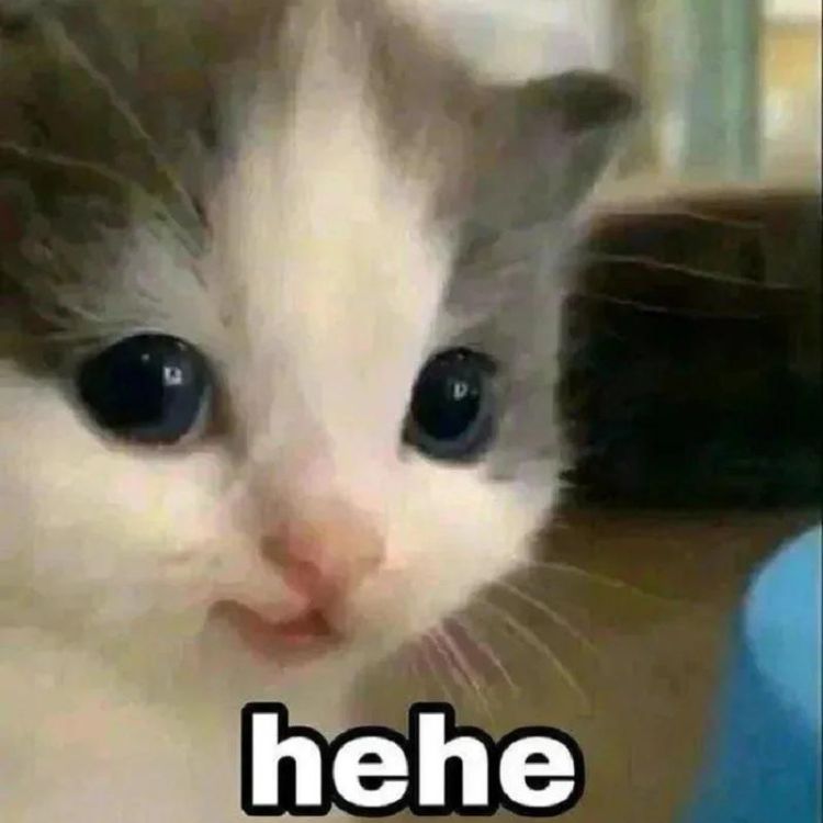 Meme mèo bựa cười