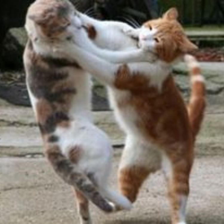 Meme mèo đánh nhau