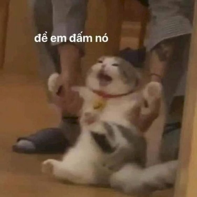 Meme mèo đánh nhau